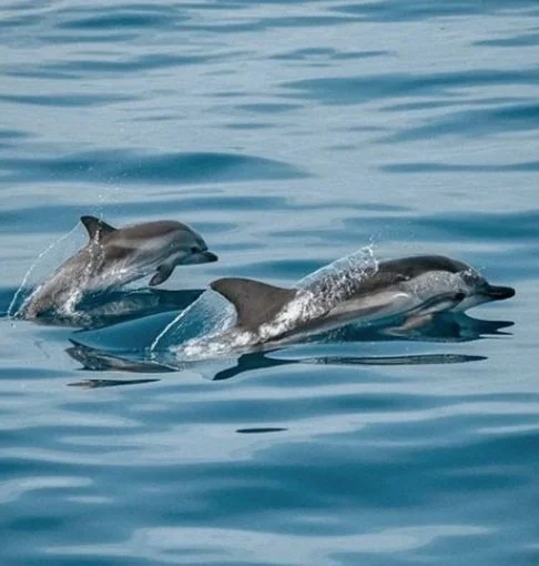 dolphins-playing-1%253A18%253A22.jpg