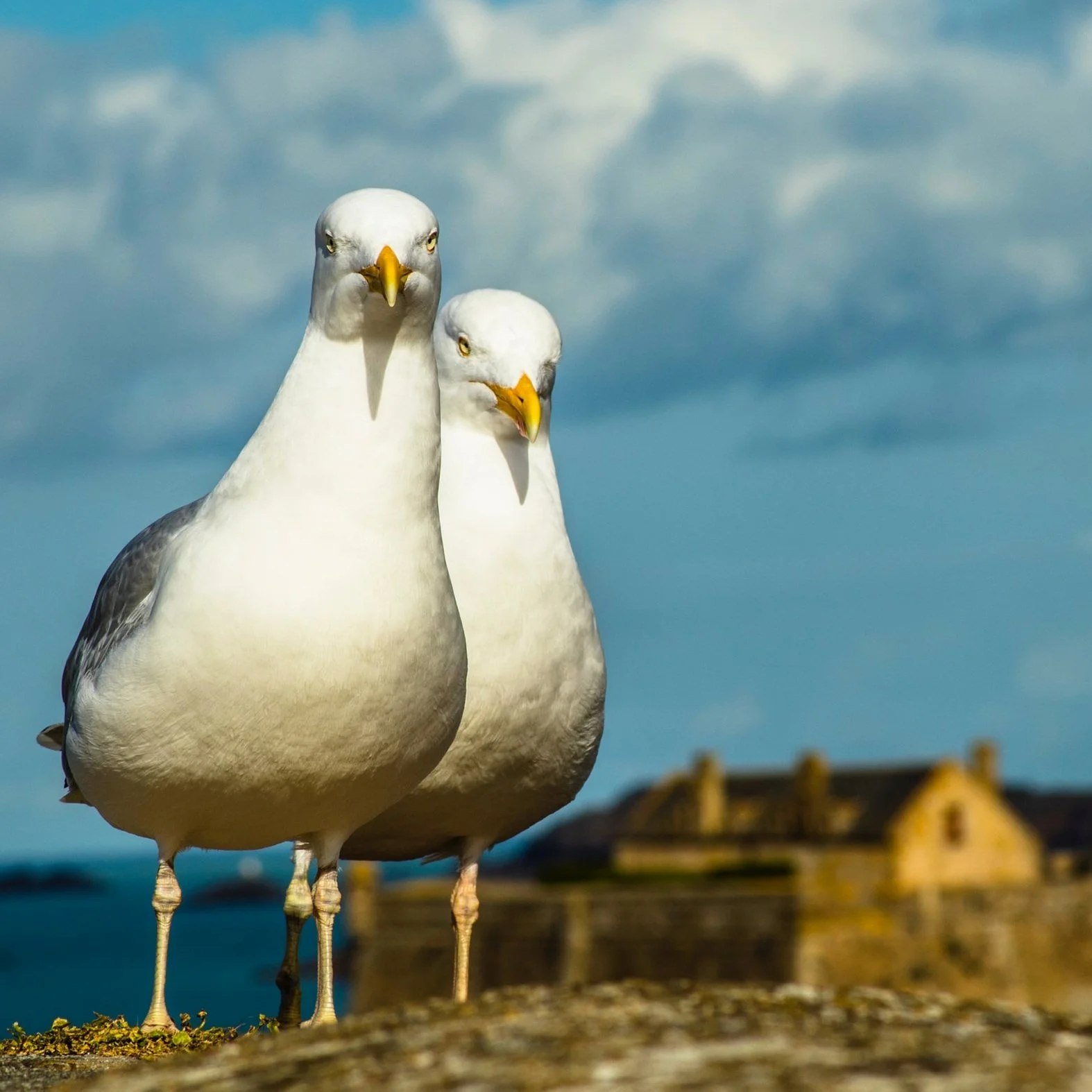 sebastian-brito-mouettes-gulls-unsplash.jpg