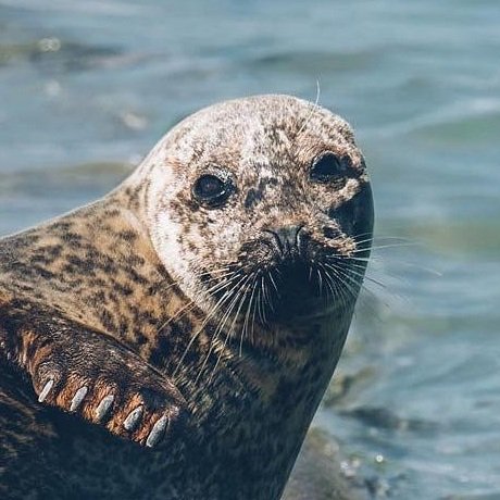 seal-Dinan-Vallee-de-la-Rance.jpg