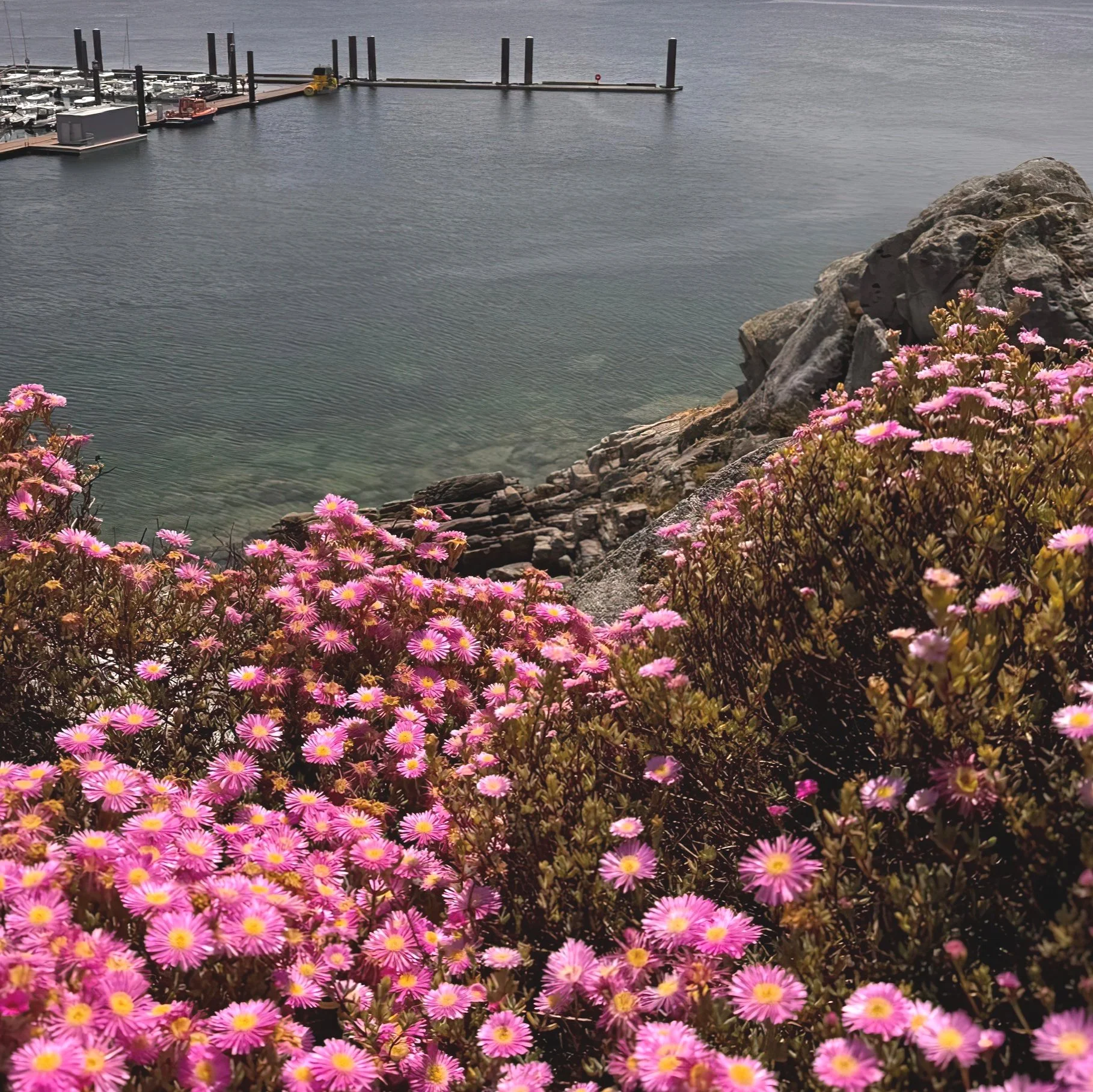 Armeria-gigapixel-2_00x+square.jpg