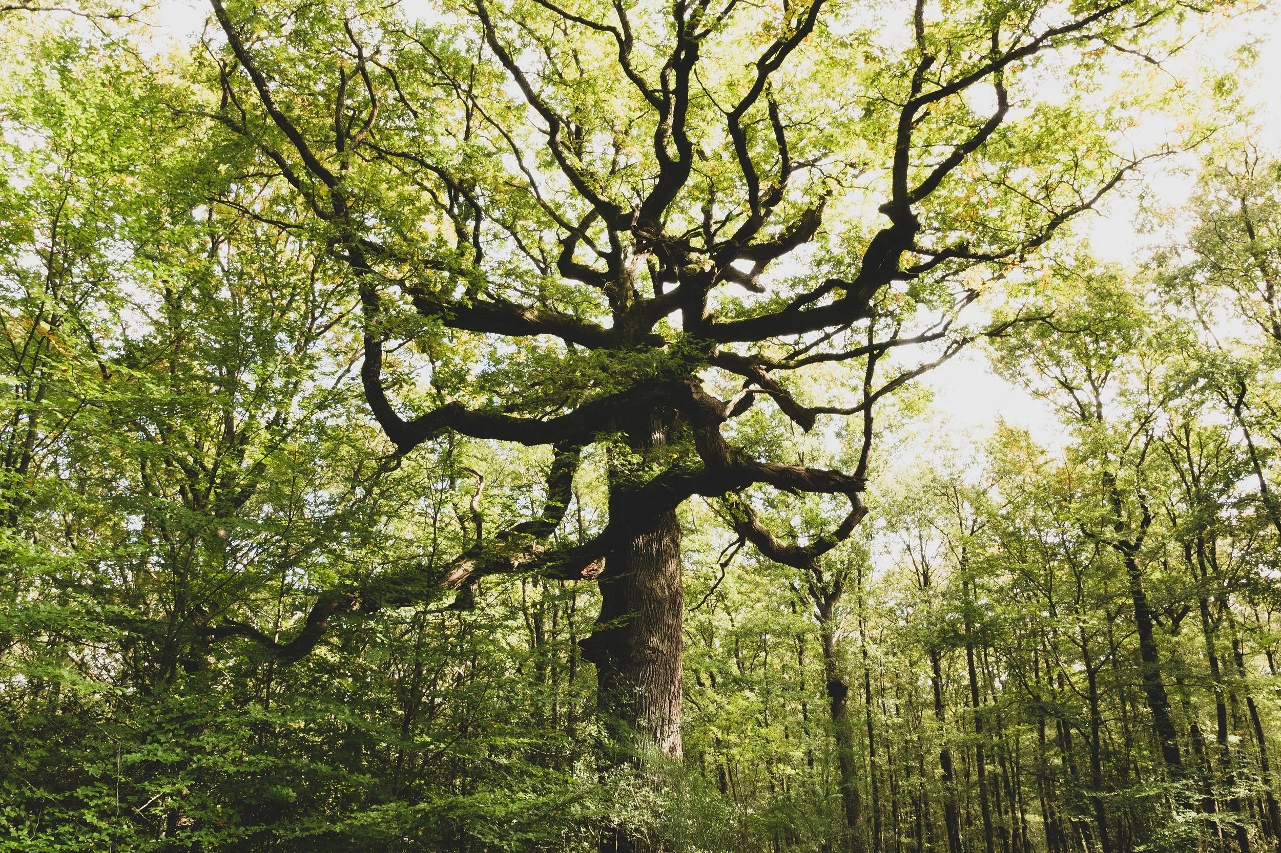 The "Enchanted" Forest of Brocéliande, said to be the resting place of Merlin
