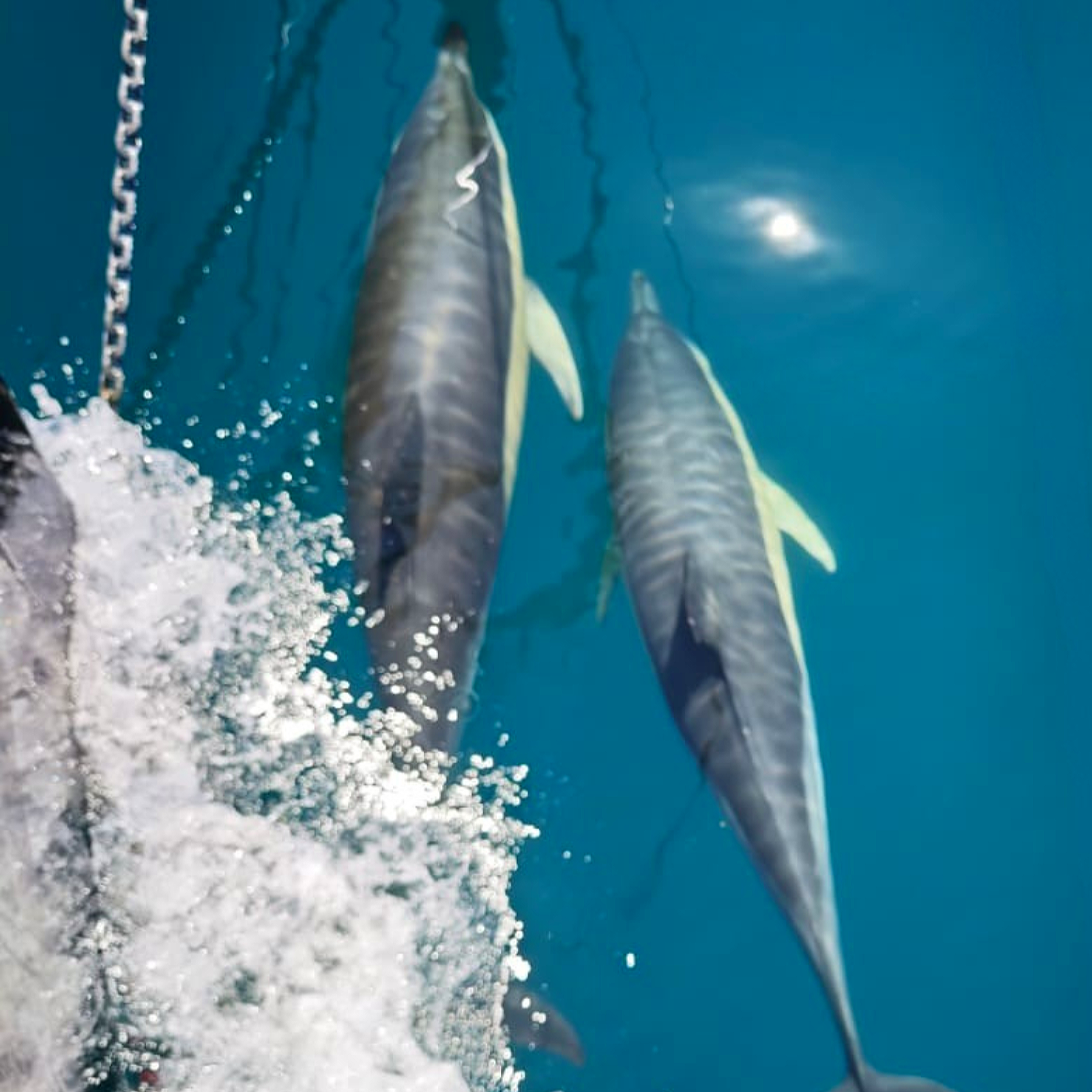 dolphins++2025.png