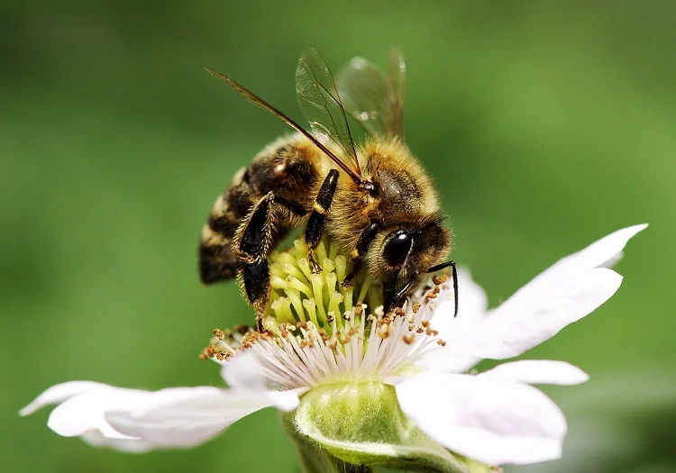 bee-MT.jpg