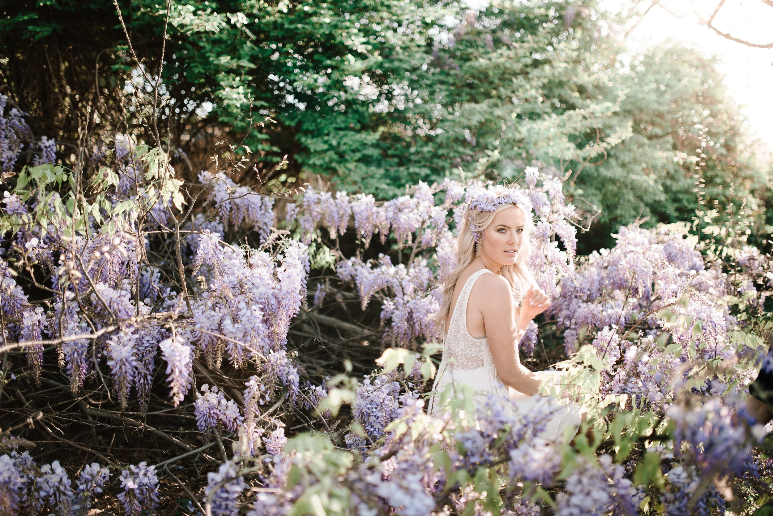 Wisteria.jpg