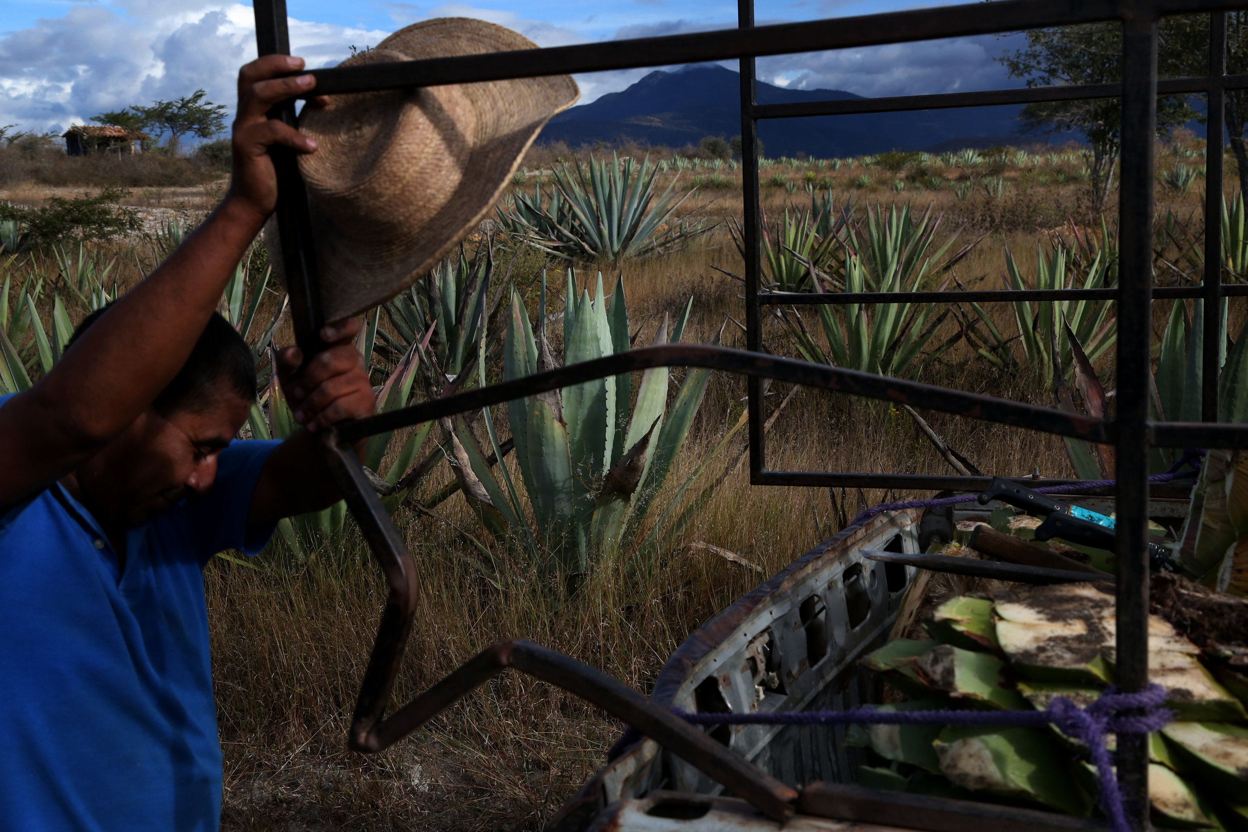  Pedro Reyes wipes sweat from his brow after a day of harvesting agave near  Mihuatlan, Oaxaca.  