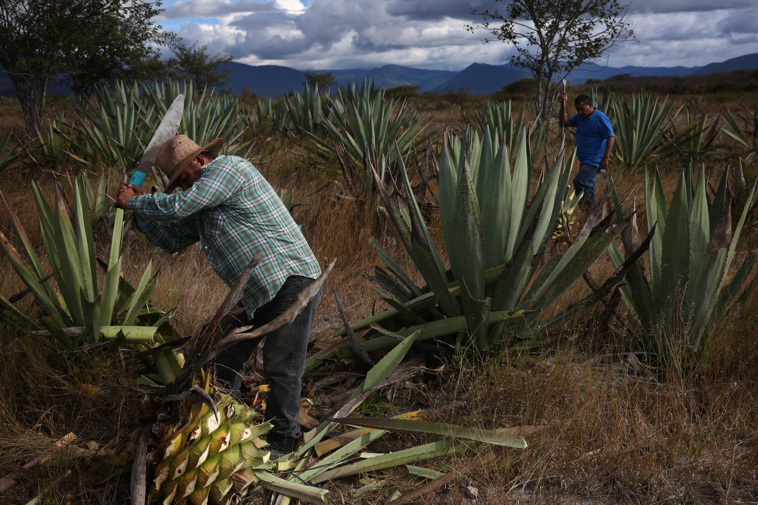  Augustin Guendulian harvests agaves in his field near  Mihuatlan, Oaxaca.  
