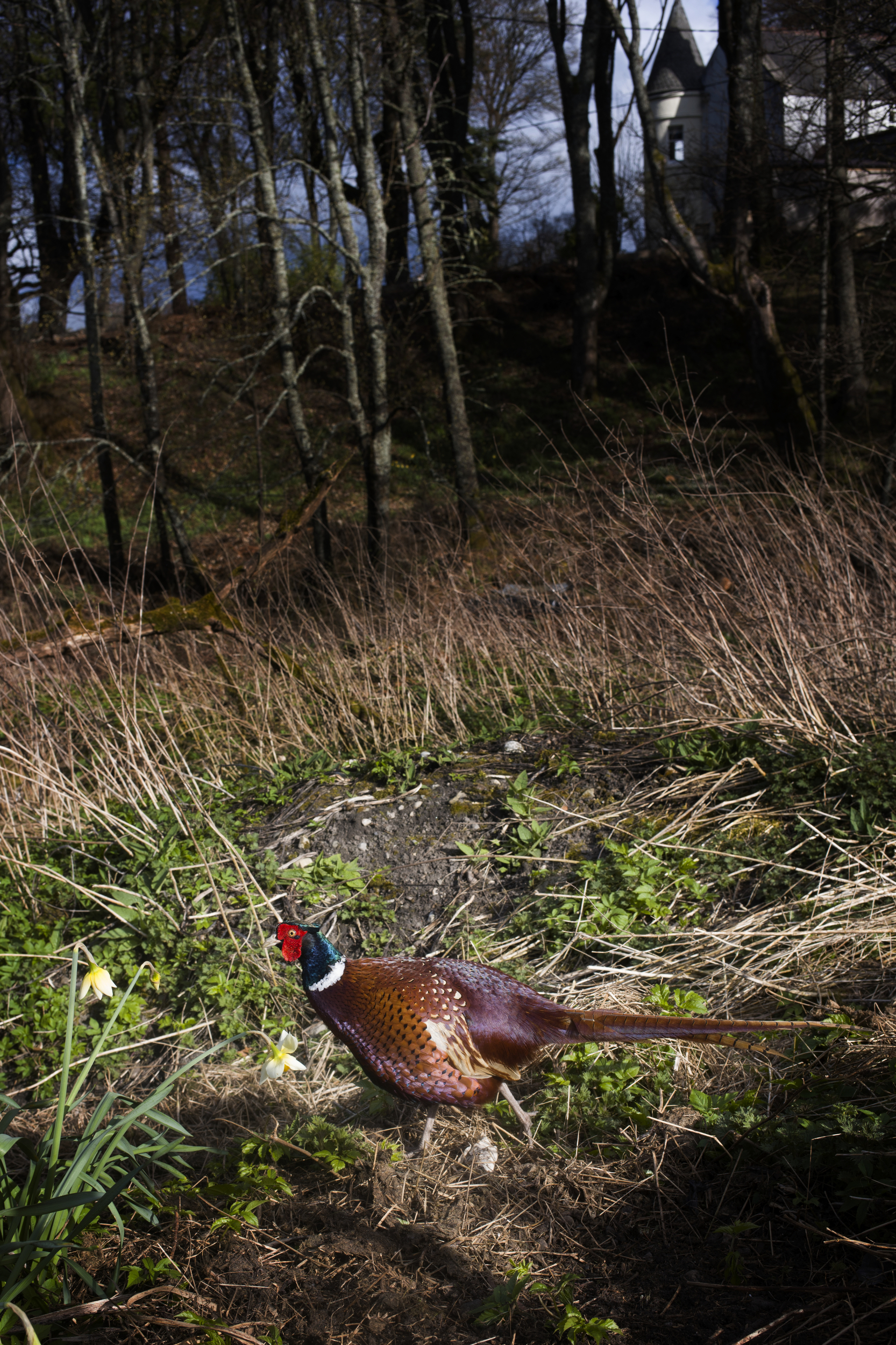  A pheasant in Cragganmore. 