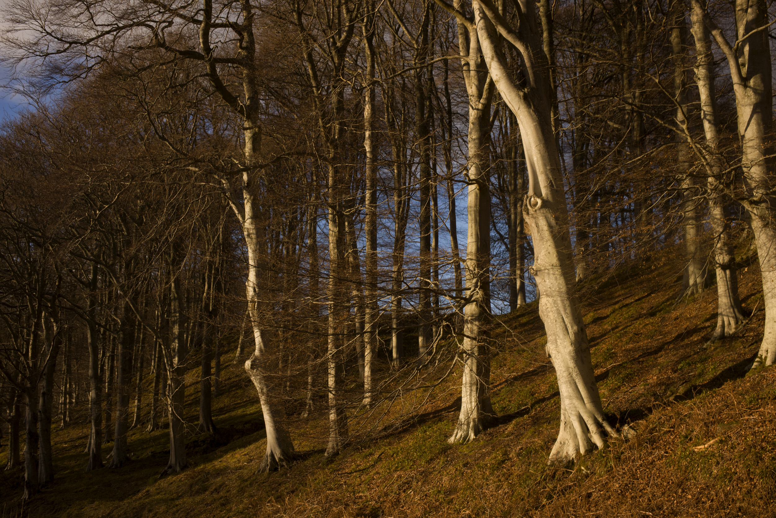  The woods on the Balindalloch Estate, 