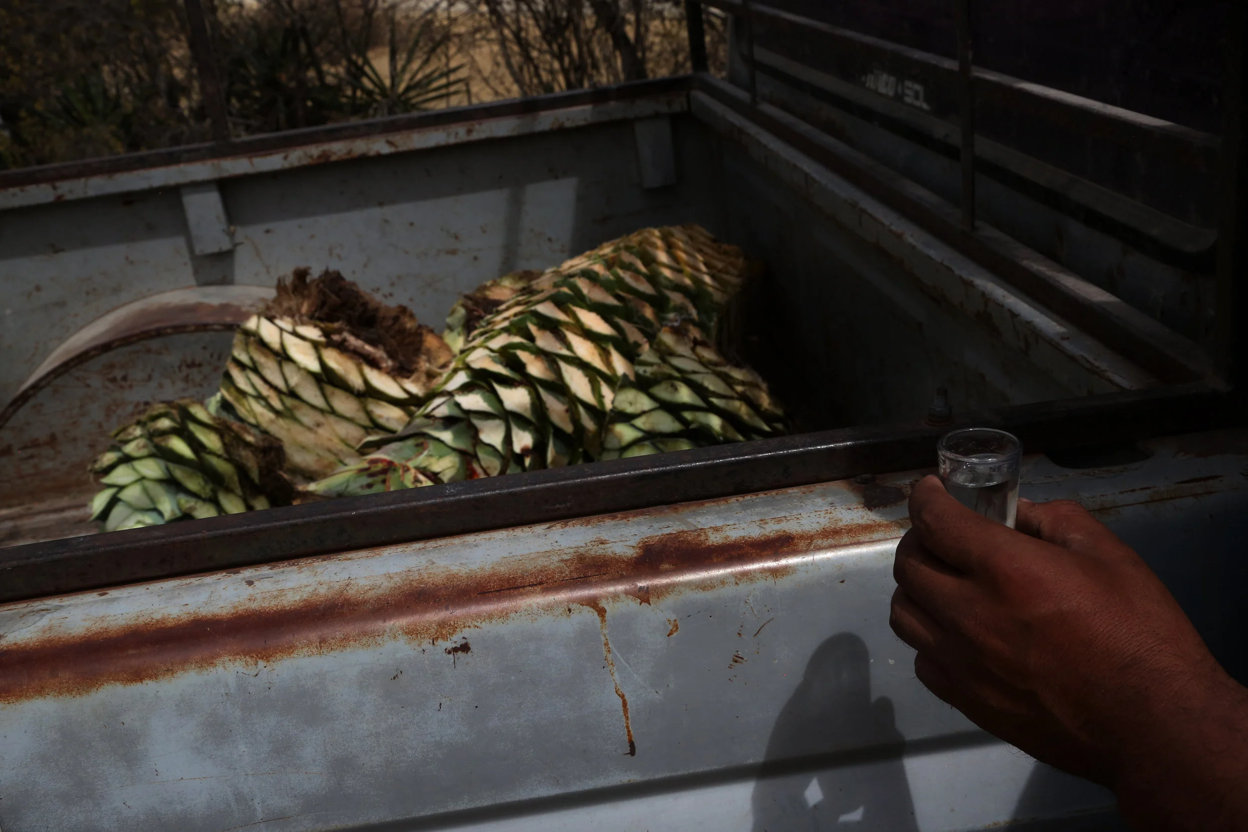 A shot of mezcal after day working of harvesting wild agave in Mihuatlan, Oaxaca.