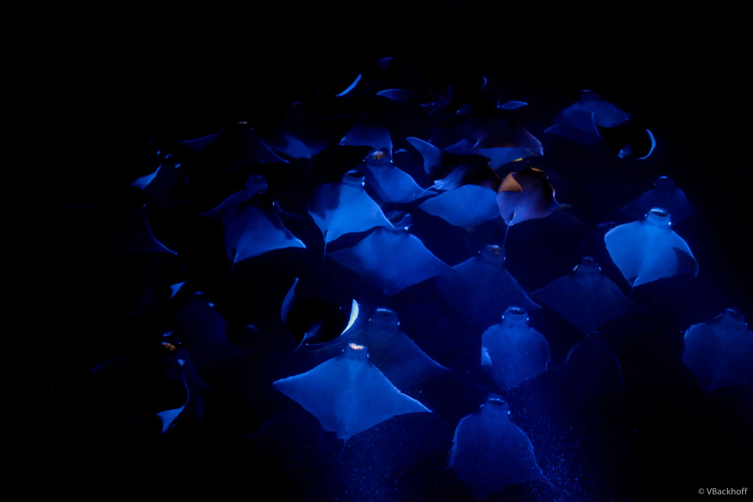 Mantas.JPG