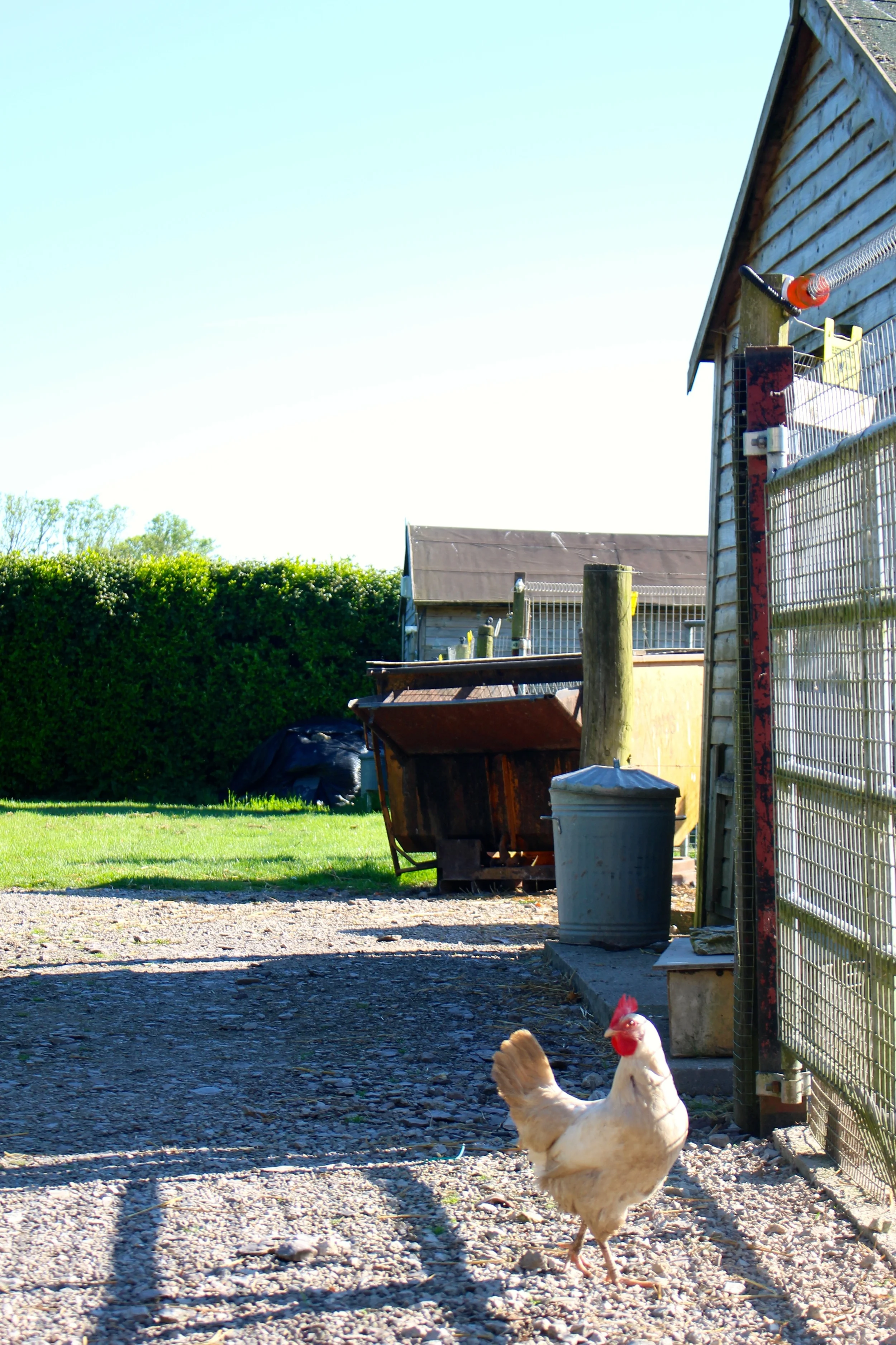 Strutting past the ladies inside