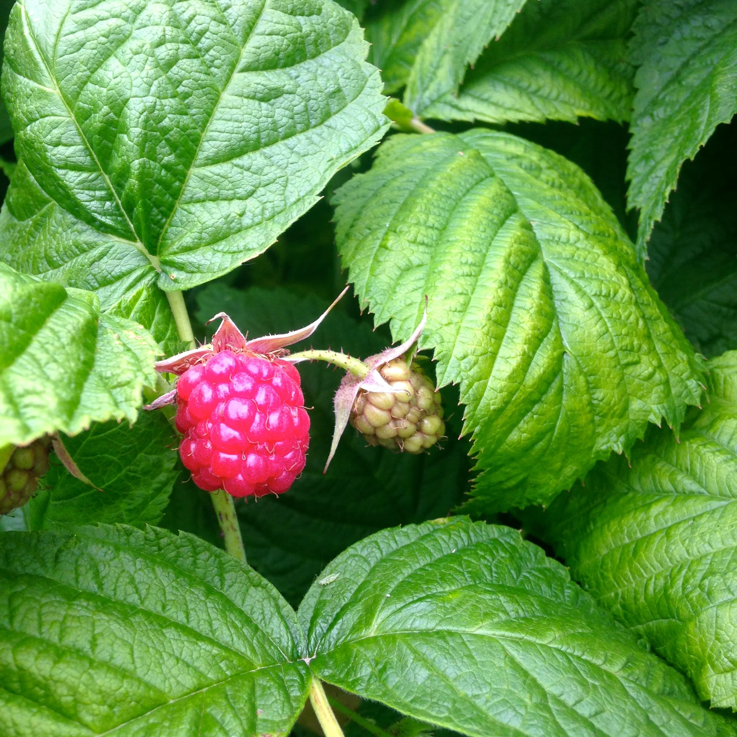 Ballymaloe raspberries just coming into season