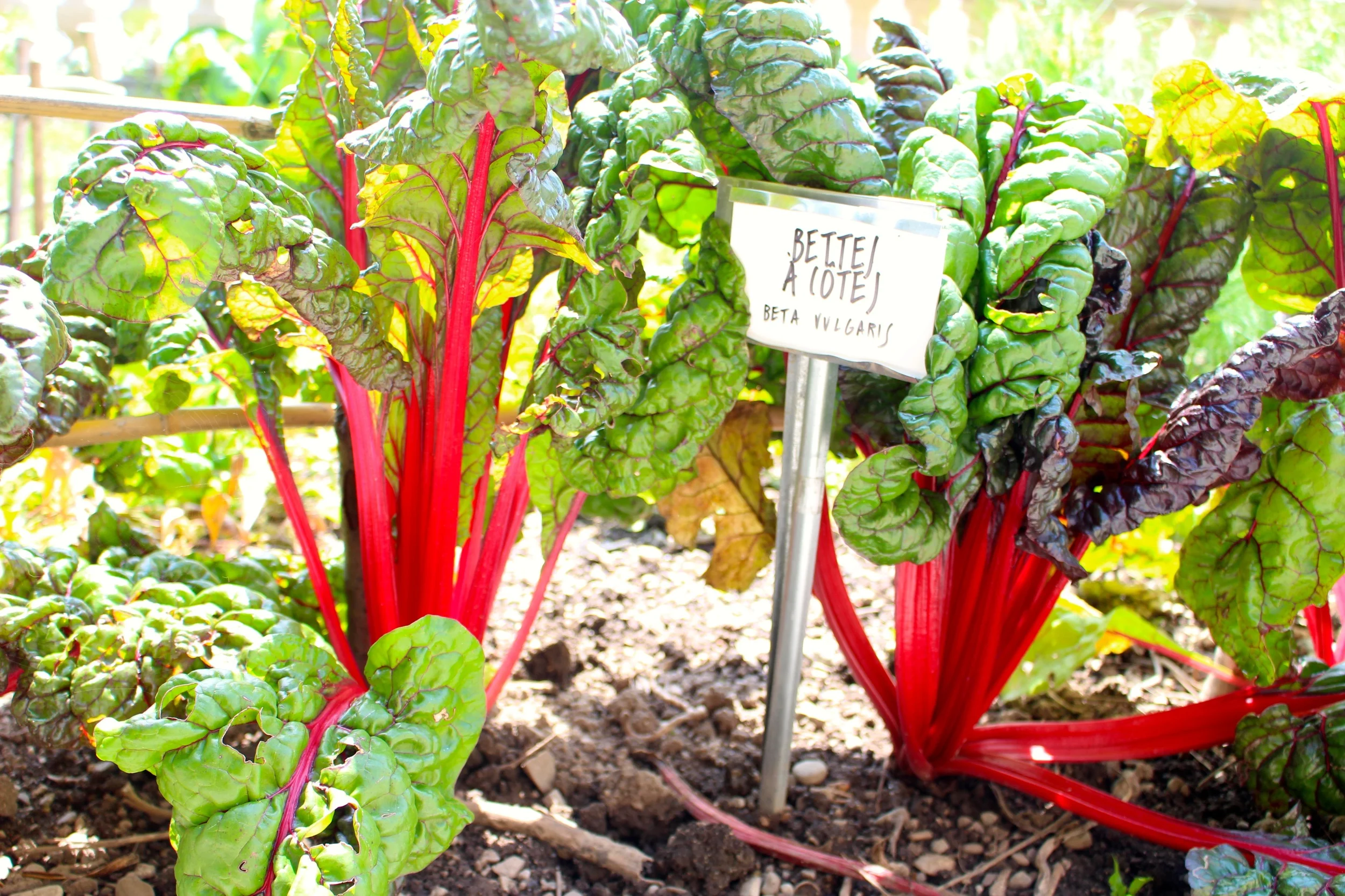 Hard to resist nicking some veggies from the gardens of Vevey's Alimentarium food museum
