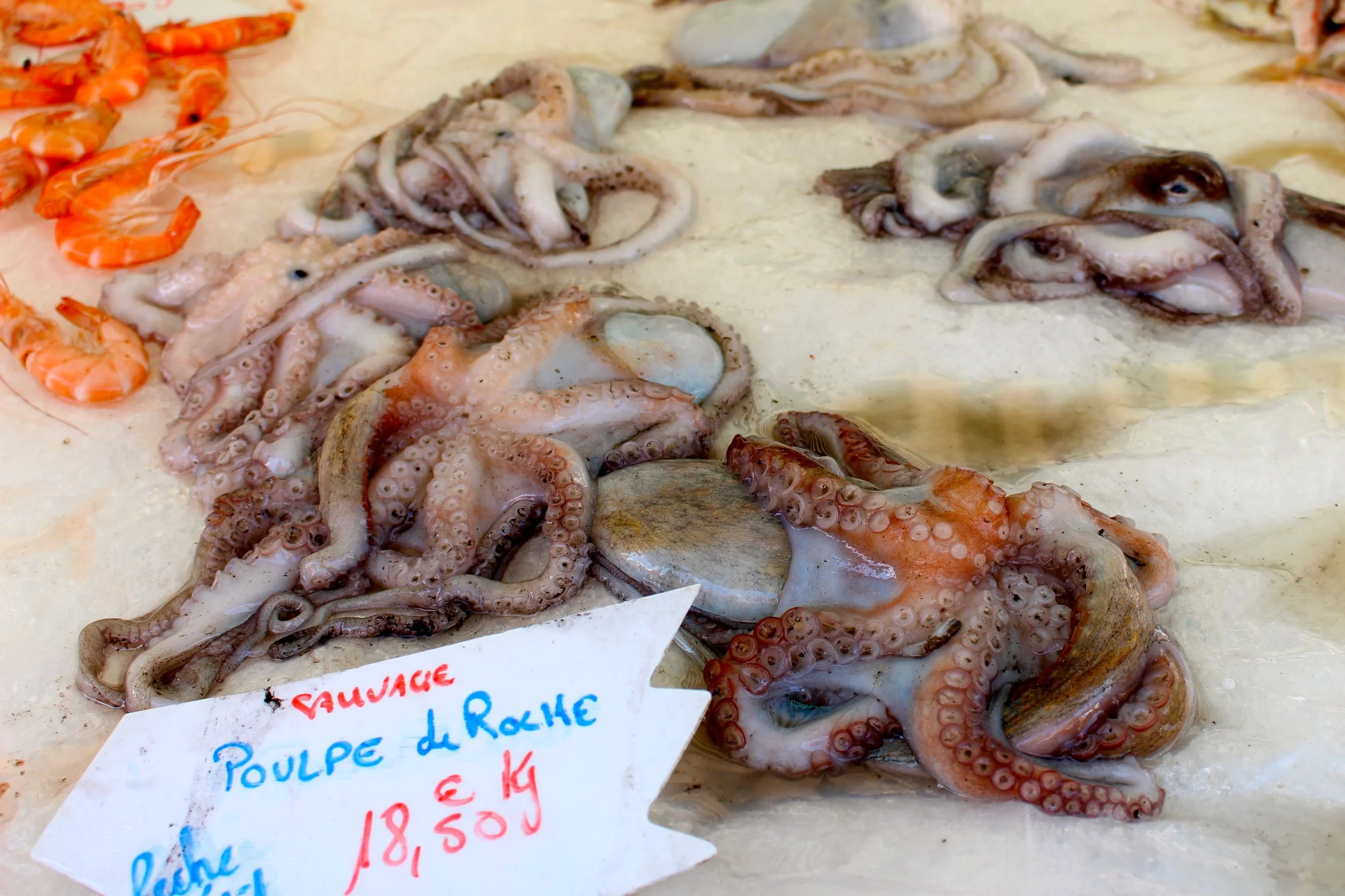 Octopus in Nice, France