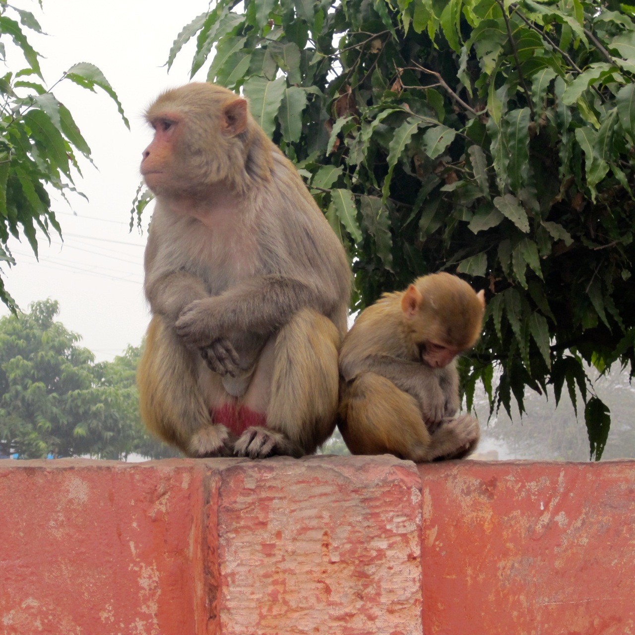 monkey friends.jpg