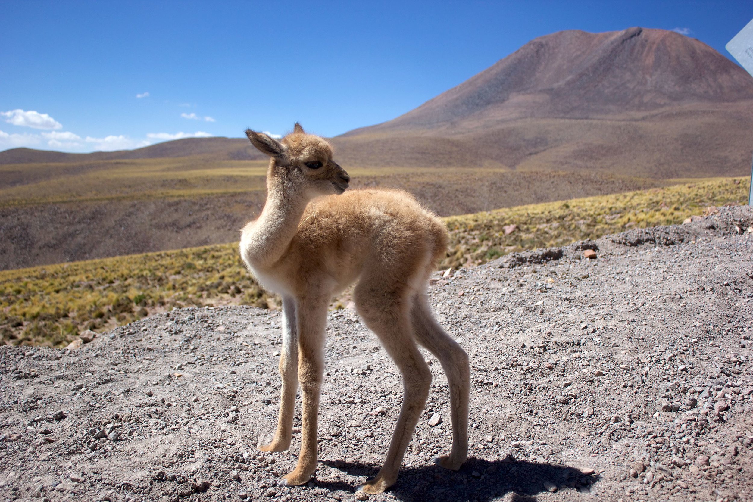 Vicuña ~ Queen of the Andes — The Times Vintage