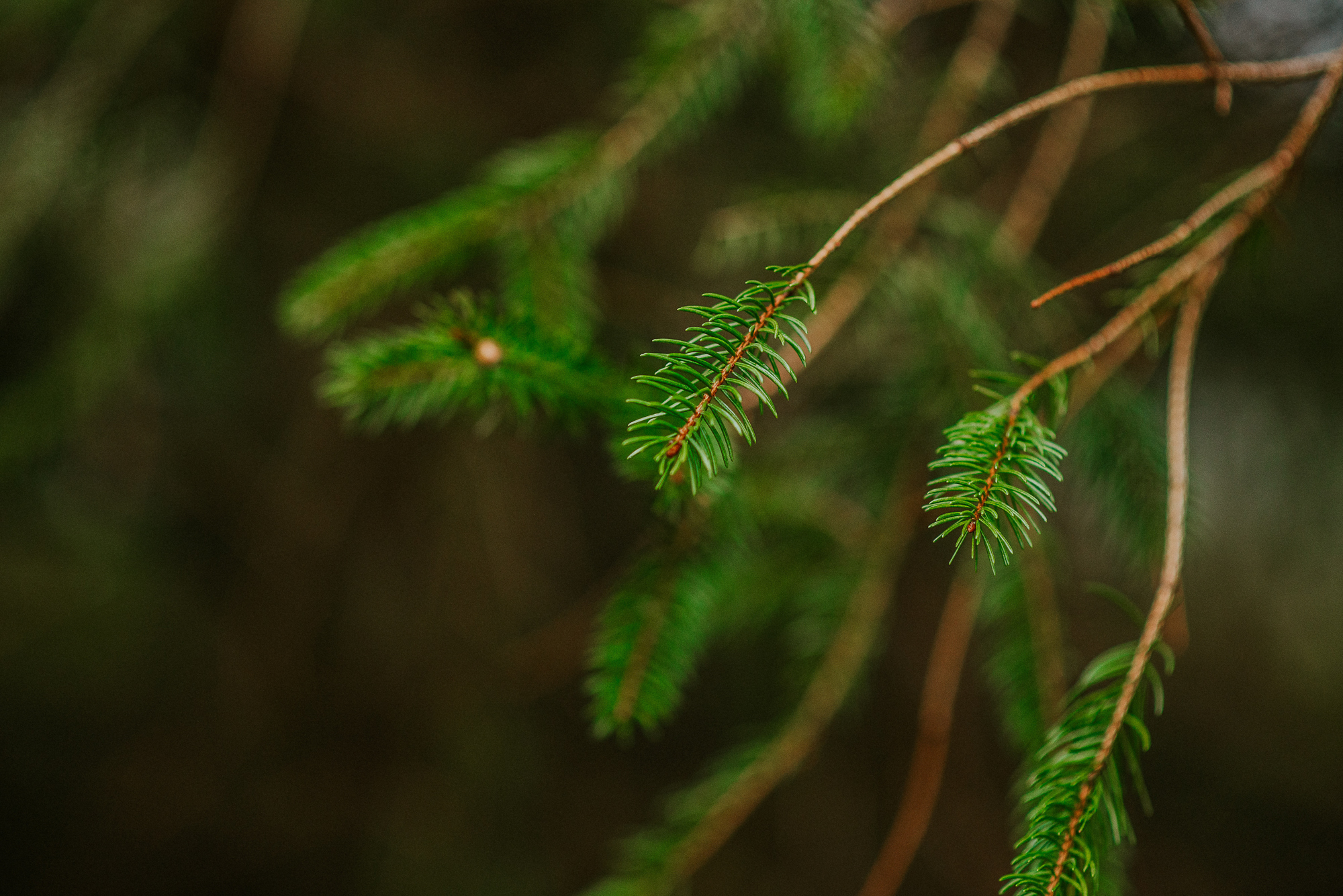 misslyssphotographyLLCcopyright2017 (12 of 71).jpg
