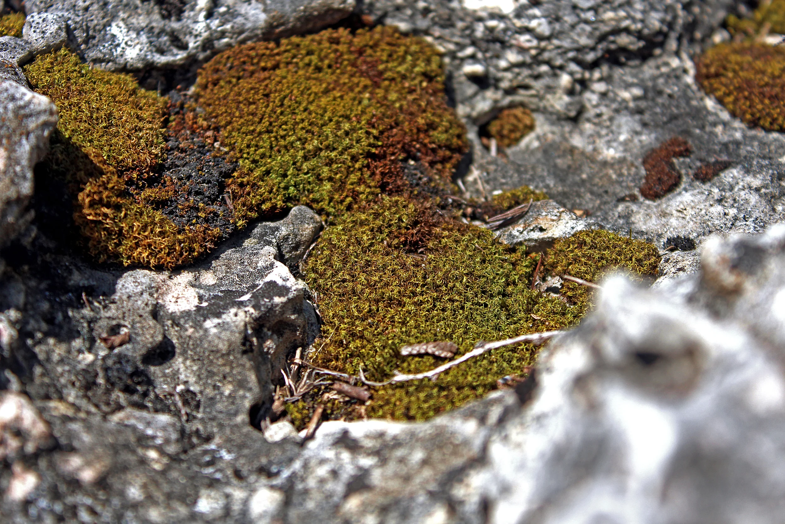 Moss_.jpg
