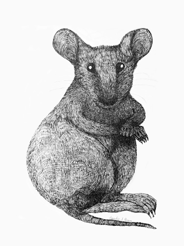 MOUSEYFACE