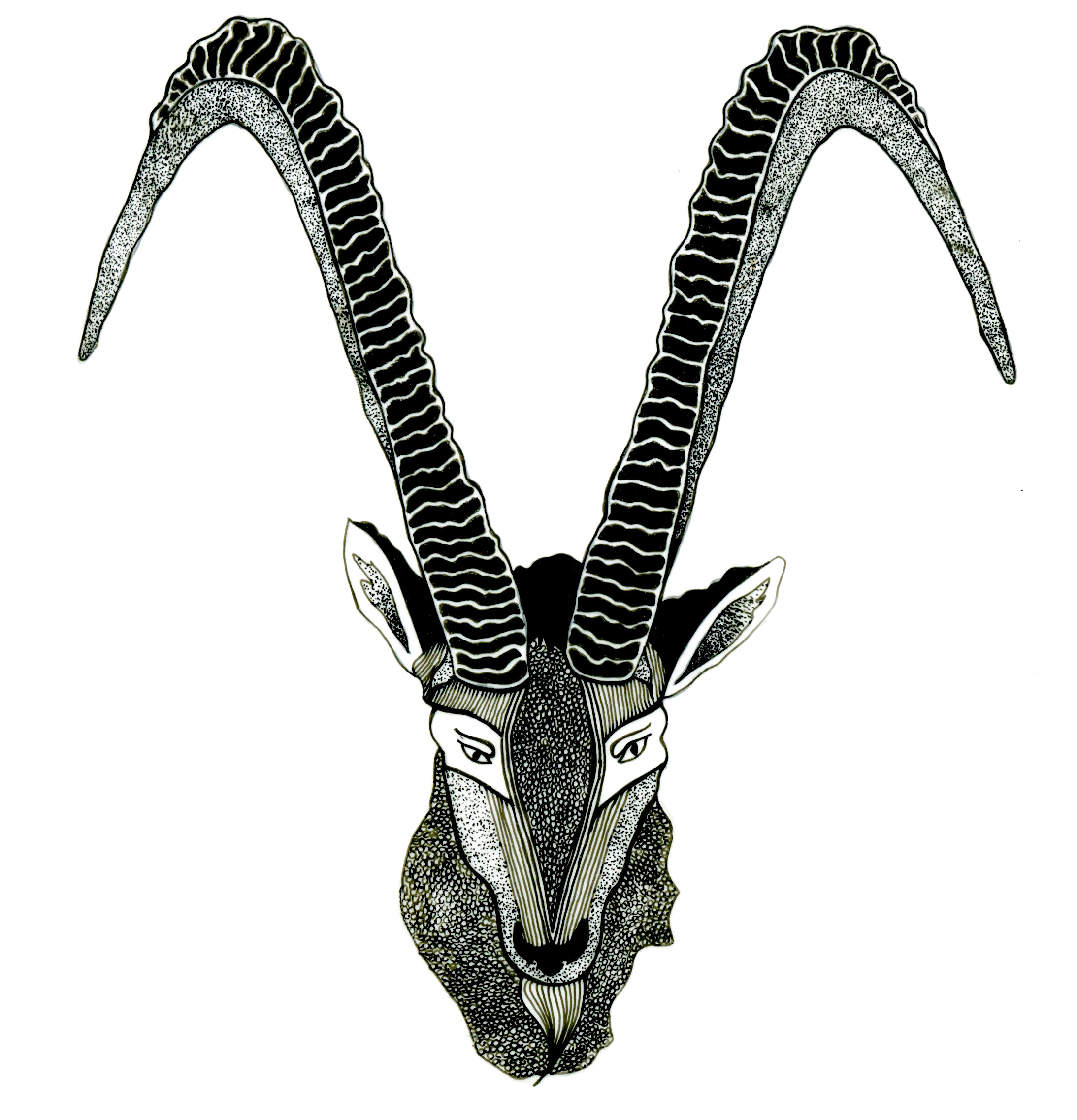 ibex.jpg