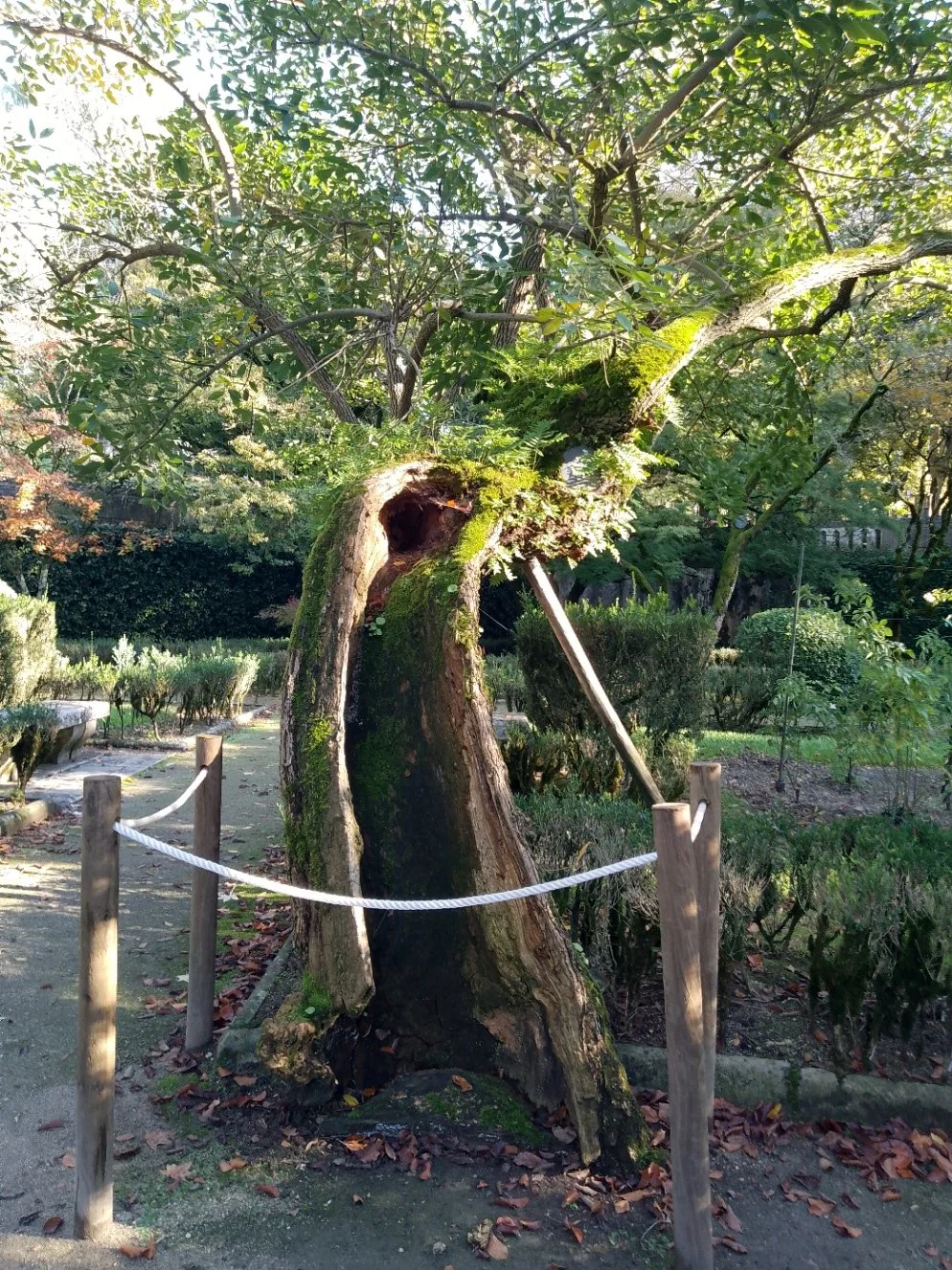 Botanical Garden Split Tree.jpg