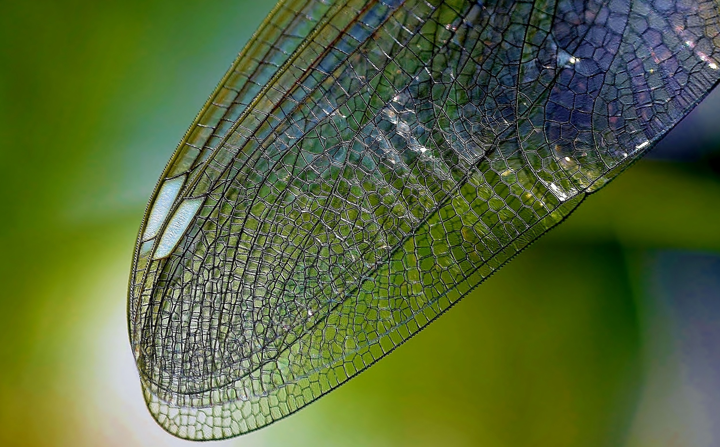 Insects have been consumed by humans for thousands of years and offer significant nutritional value.