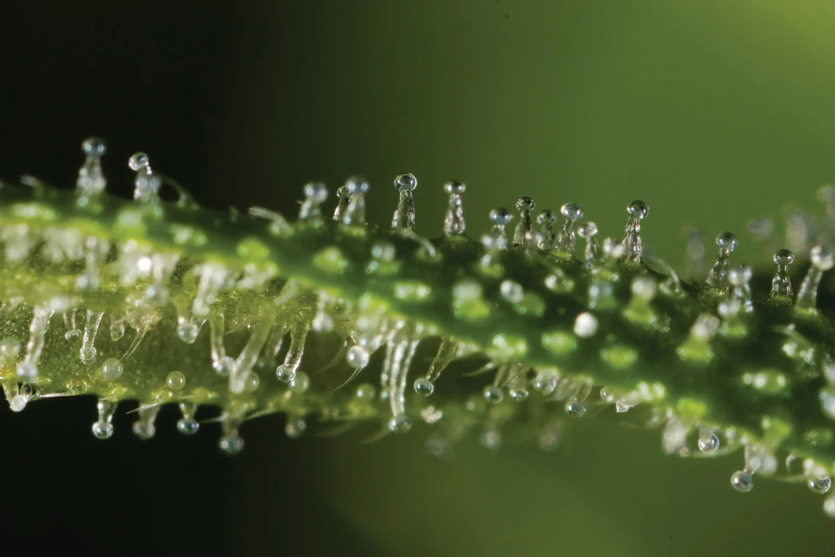  A close up of the THC containing trichomes on the bud (flower) of a cannabis plant. (Cannabis Culture, 2009) 