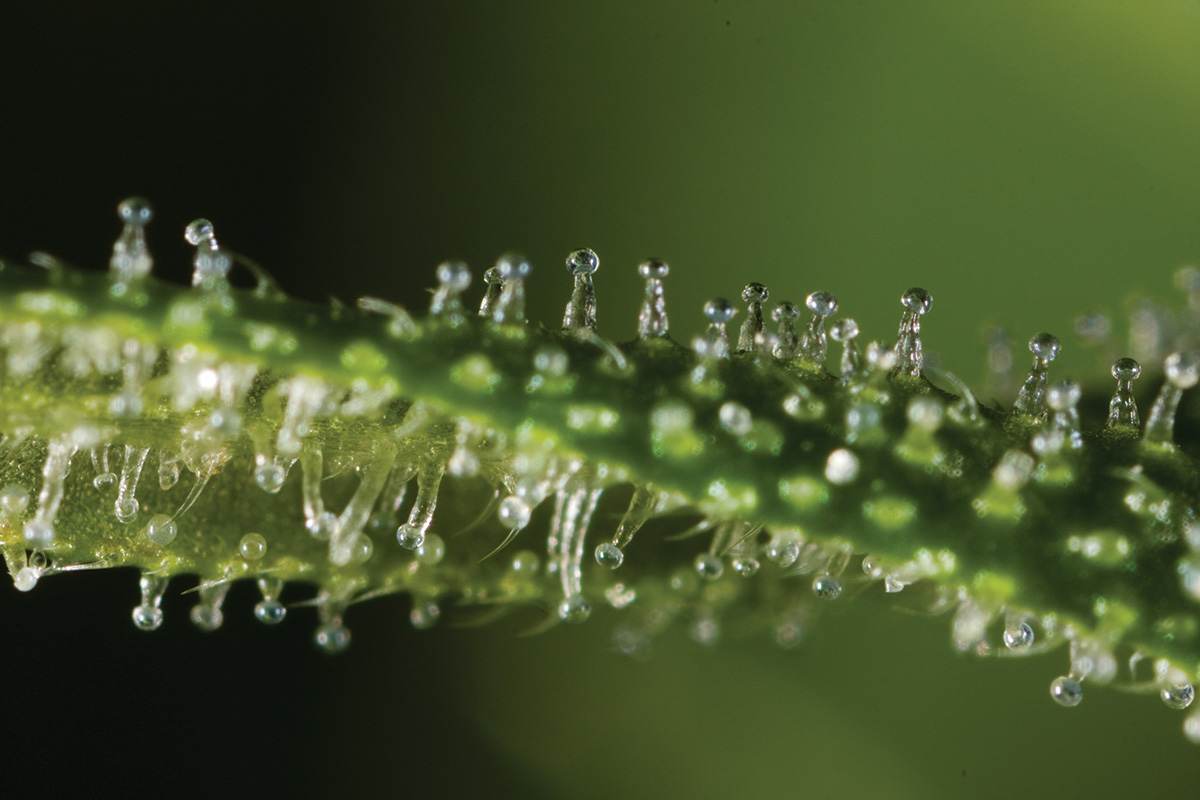 A close up of the THC containing trichomes on the bud (flower) of a cannabis plant. (Cannabis Culture, 2009)