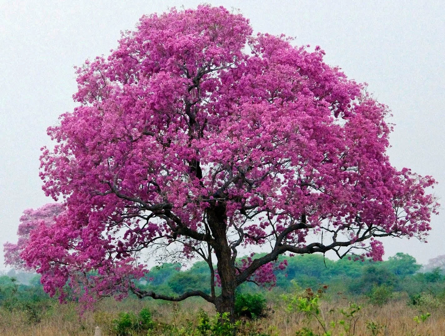 Muira Puama (Ptychopetalum olacoides)