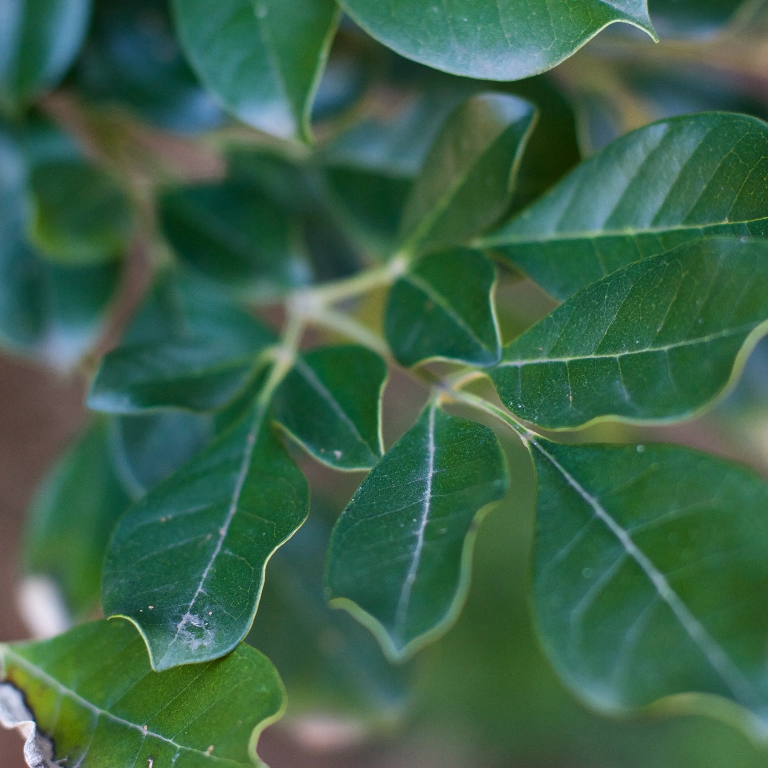  Tabebuia Leaves 