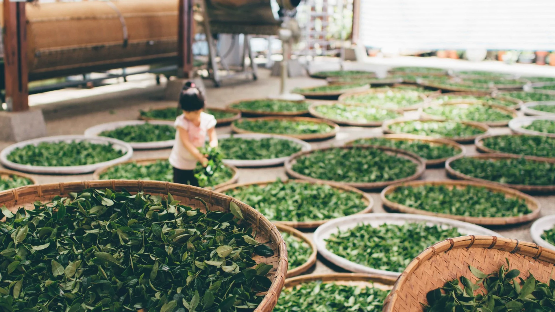 Tea varieties from Camellia sinensis