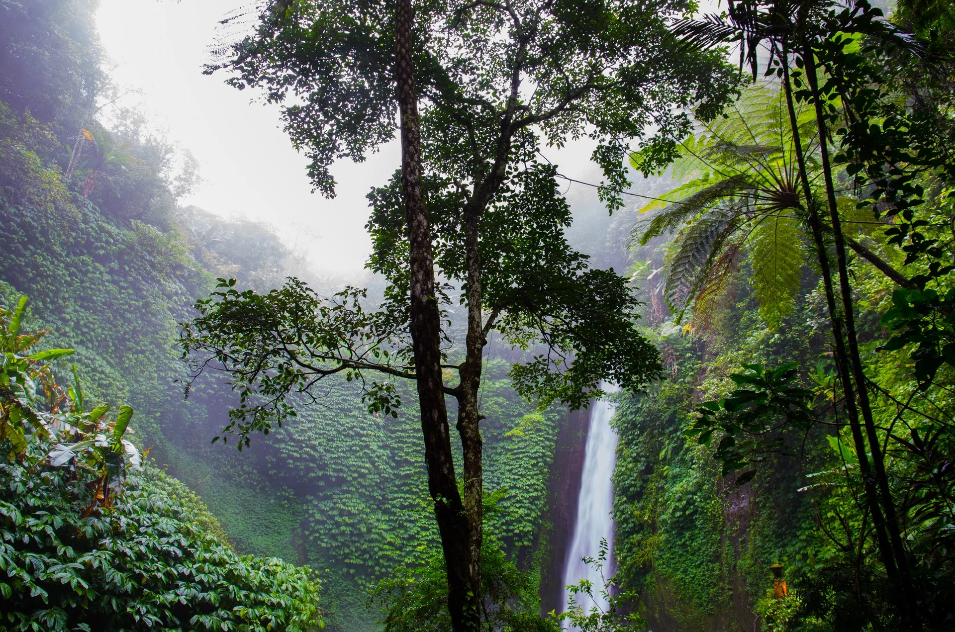 Catuaba comes from the Amazon rainforest