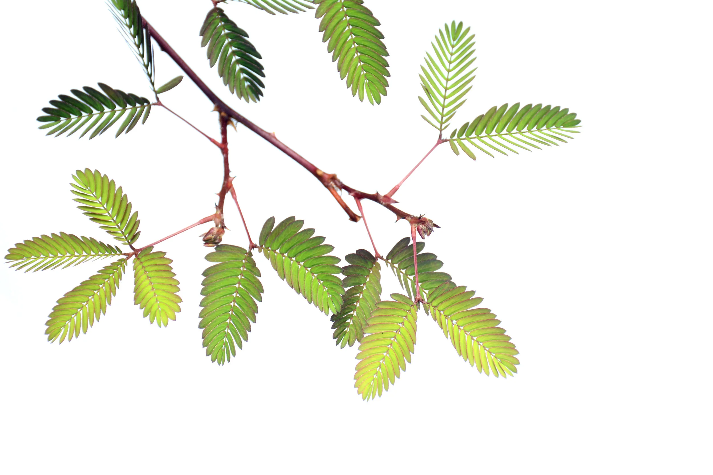   Mimosa pudica  