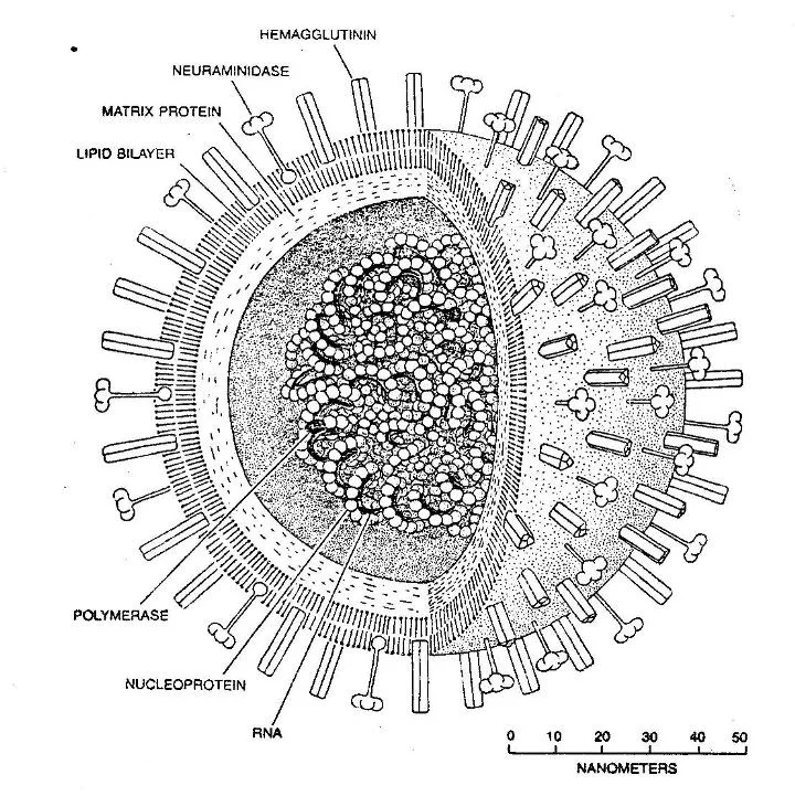  Source: Kaplan, M. and Webster R. (1977) 'The Epidemiology of Influenza', Scientific American Vol 237 (6), 88-106.   