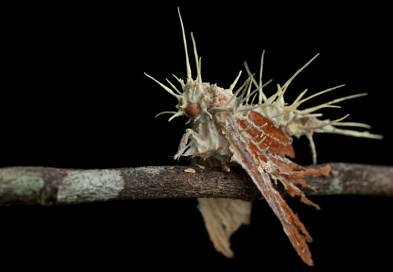 moth cordyceps.jpg