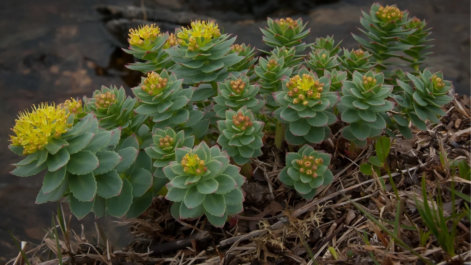 rhodiola plant.jpg