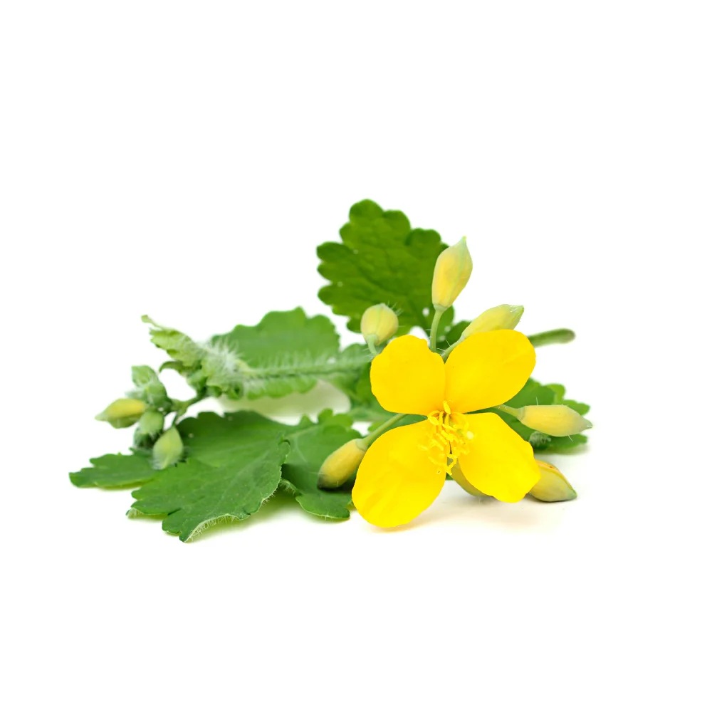 greater-celandine.jpg