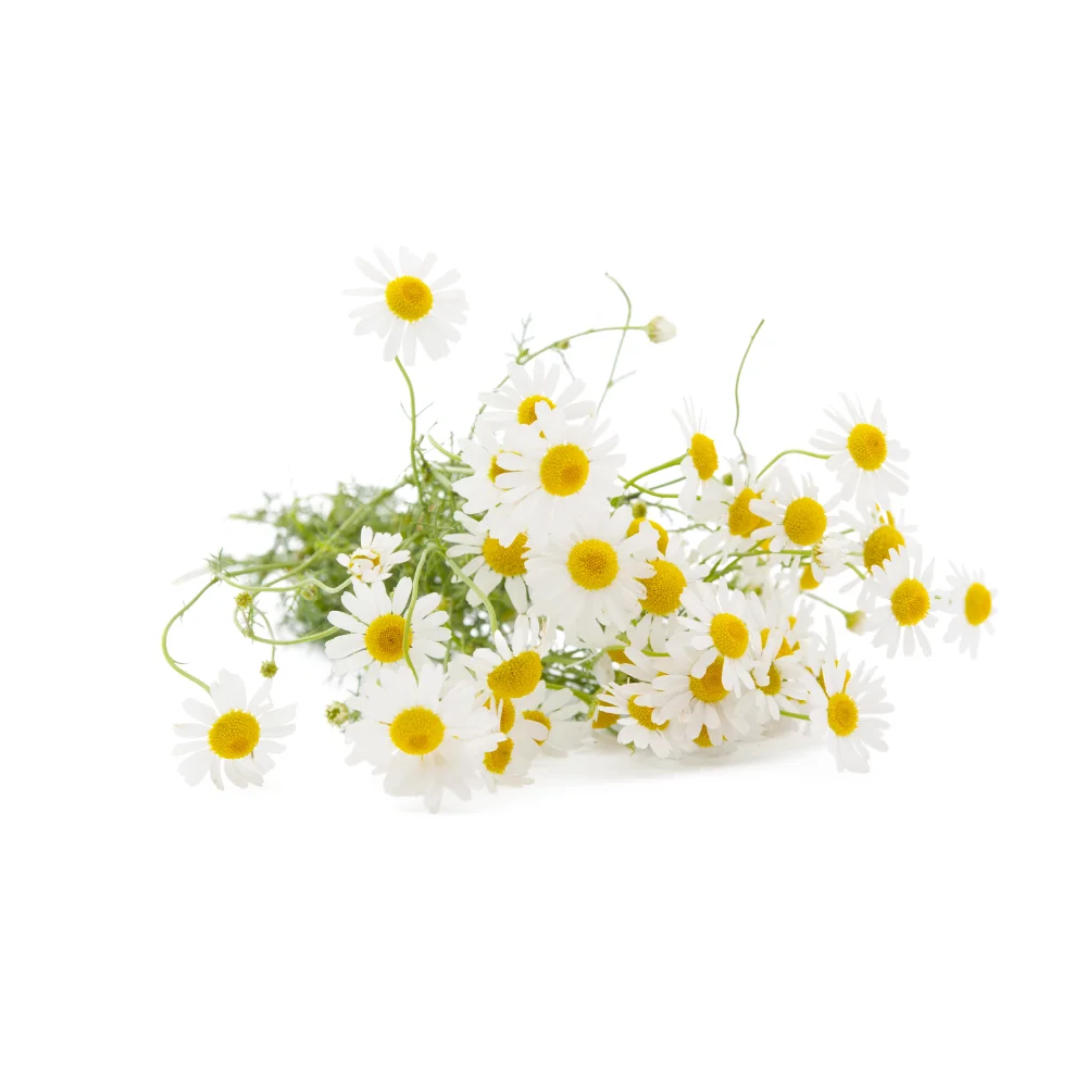 chamomile.jpg