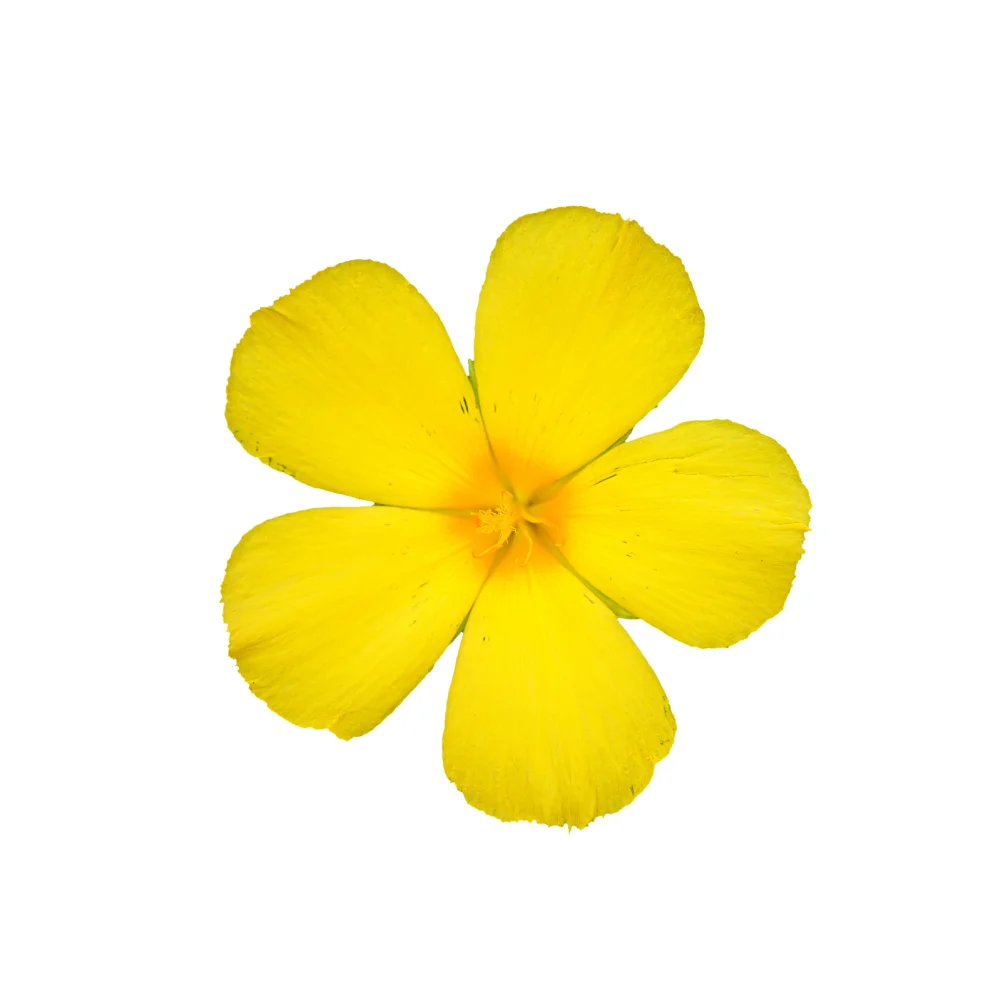 damiana-flower.jpg