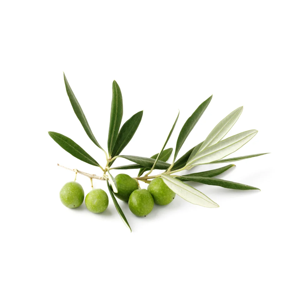 Olive Leaf Capsules Olive Leaf Capsules