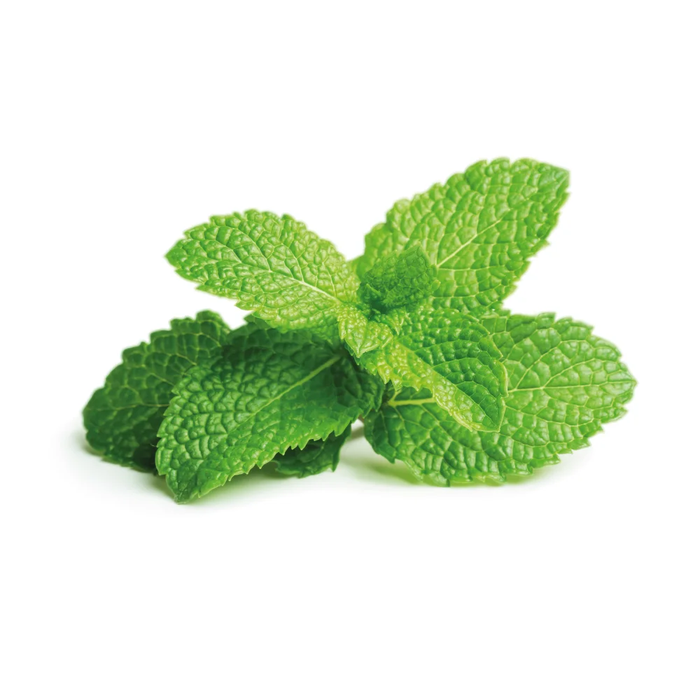 Peppermint (Mentha piperita)