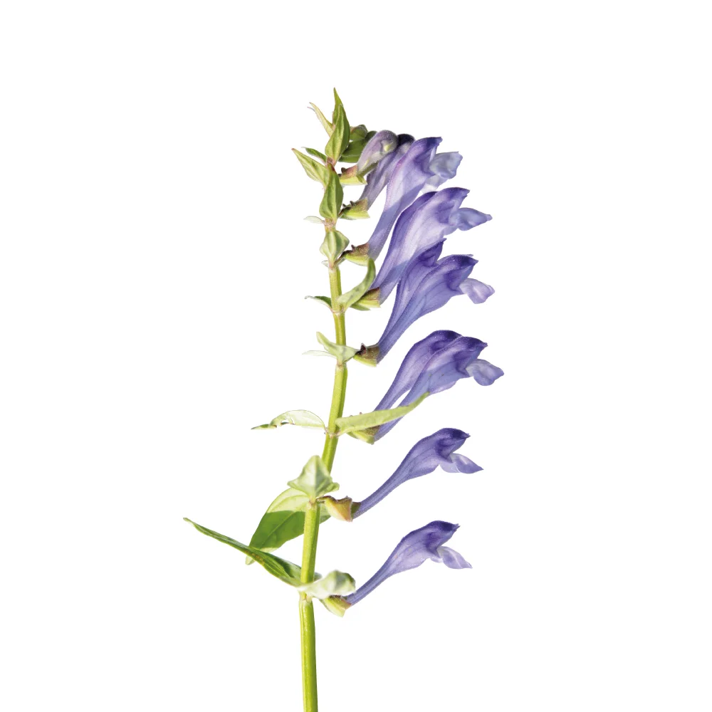 chinese-skullcap-cover.jpg