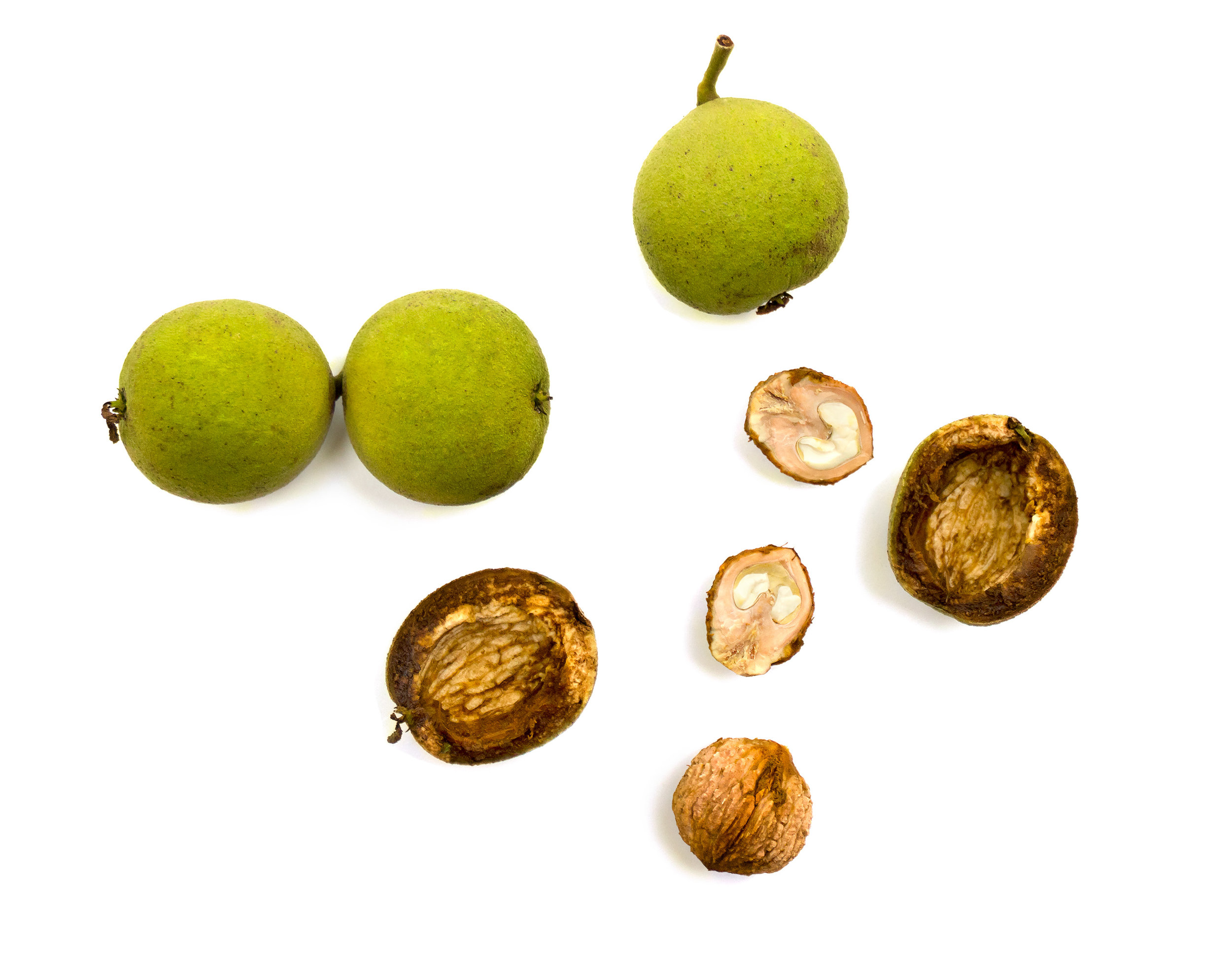 black walnut husks.jpeg