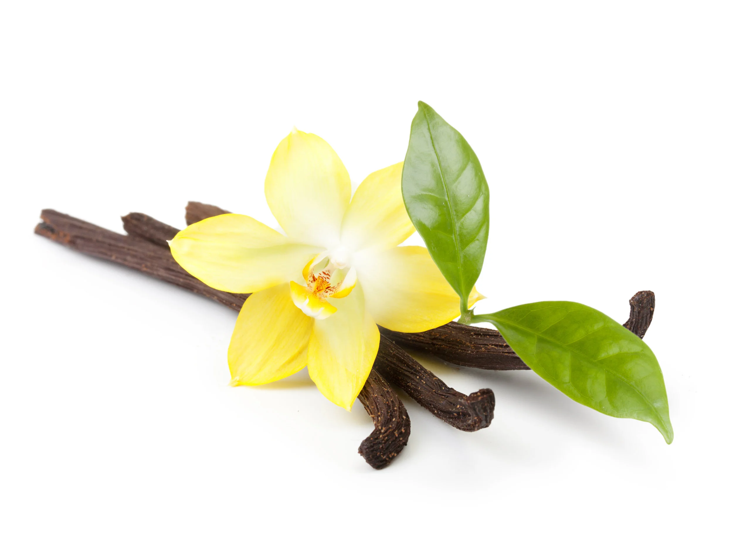 vanilla planifloium.jpeg