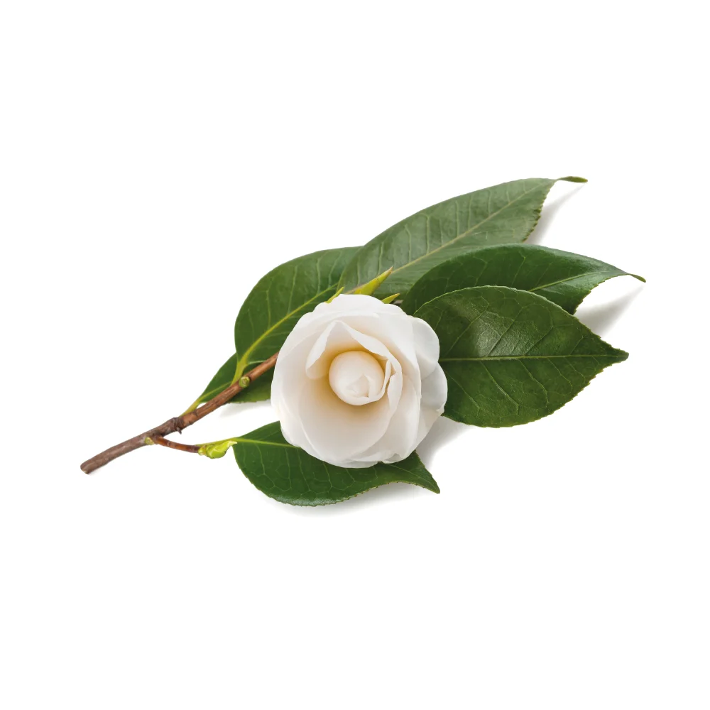 tea-camellia-sinensis-cover.jpg