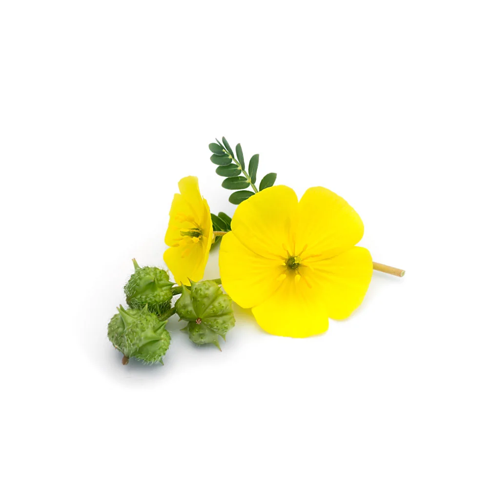 tribulus-terrestris.jpg
