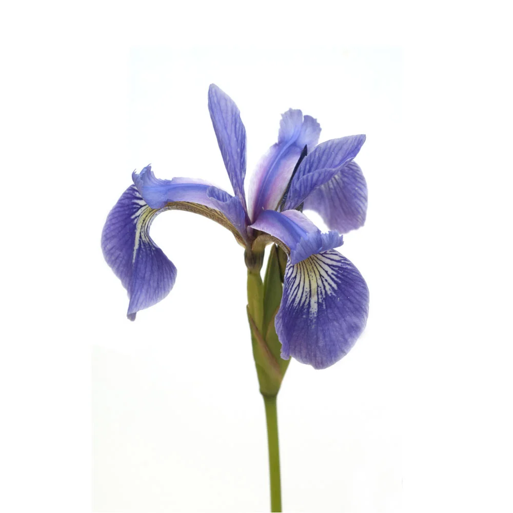 iris-versicolor.jpg