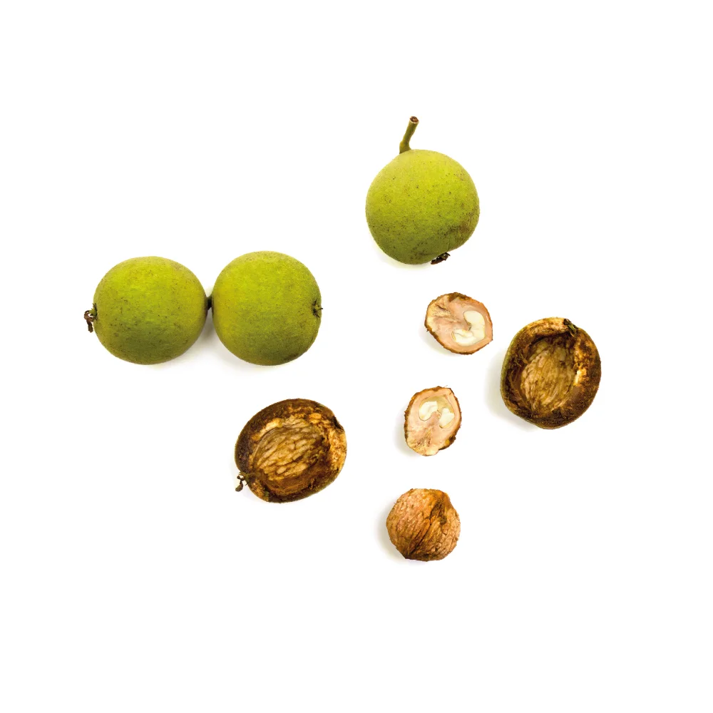 black-walnut-cover.jpg