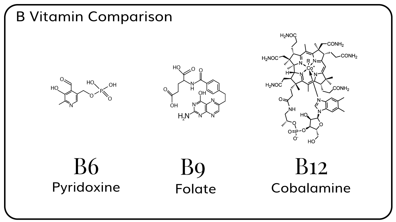 Making The Connection Between B Vitamins And Cognitive Function