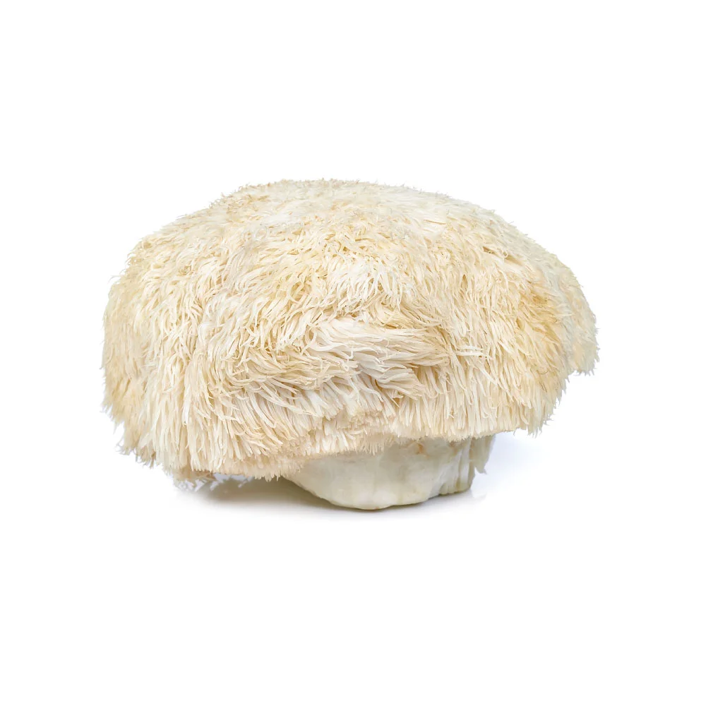 lions-mane-mushroom.jpg